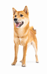 Beautiful young dog Shiba Inu on white background. Full length. Active good posture with long legs smiling interested face waiting for play looking side. Happy pet theme 