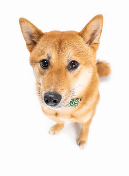 Cute adorable dog Shiba Inu looks guilty, shy, timid and defenseless. Top view from above. Sitting on white background. looking at camera. Full length. Funny pets theme photos