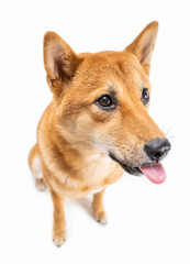 Dog tongue out. Teasing prank silly funny dog Shiba Inu sitting on white background. Adorable young active dog. wide angle lens.   thoughtful look toward. Happy funny animals theme. 