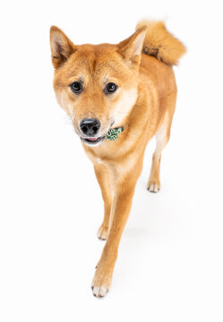 Elegant active dog Shiba Inu walking on white background with long beautiful legs. Pet accessory green bow on the neck. Looking at camera, full length, front view. Pet is coming. Animal theme photos