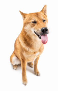 funny dog Shiba Inu white background sitting full length with tongue out and closed eyes. happy teasing prank. Silly animal photo theme. Adorable pets positive emotions expresses disgust or irritation