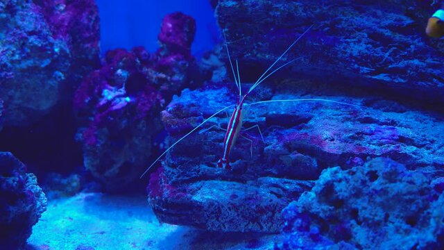 Lysmata debelius shrimp chrysiptera cyanea, corals. Pacific cleaner shrimp-doctor lysmata amboinensis