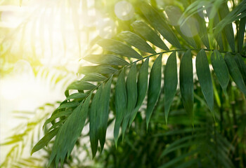 Leaves of a palm tree outdoors close-up in sunlight. Selective focus