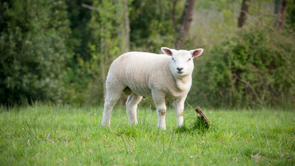 Ovejas en pradera verde