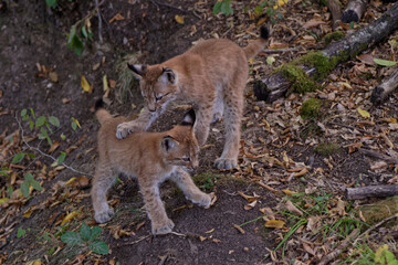 Lynx boréals juvéniles