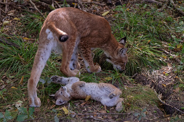 Lynx boréals