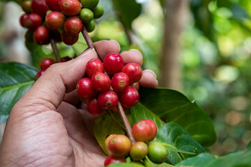 Coffee farmer picking ripe cherry beans, Fresh coffee bean in basket, Close up of red berries coffee beans