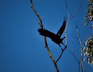 FLY