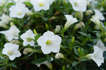 Surfinia Table White