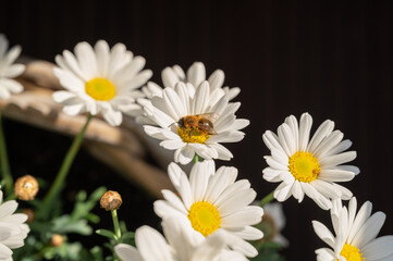 Obraz premium Wild bee collecting flower nectar on a daisy flower