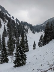 Bergwald im Winter