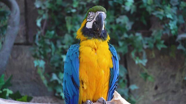 Blue and yellow ara macaw parrot blinks his eyes and chirps loudly close-up in jungle or rainforest