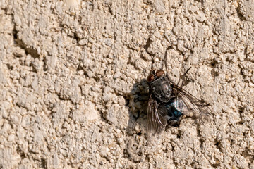 A large fly attached to a concrete wall enjoys the early morning sun