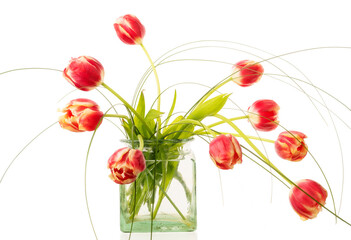 Un bouquet de tulipes dans un vase transparent sur fond blanc.