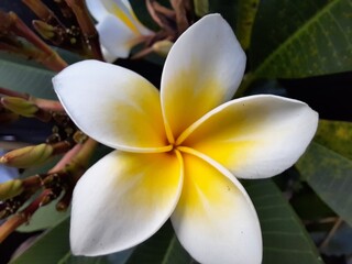 Plakat Close up of frangipani flowers that are in bloom