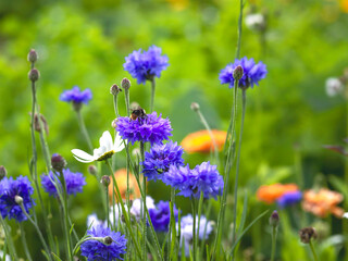Purple cornflowers or bachelor's buttons (Centaurea cyanus) growing in a garden with other summer flowers, closeup with selective focus