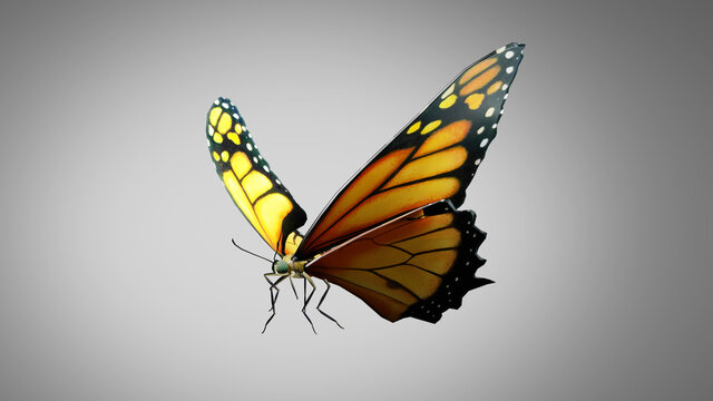 Butterfly Flying Slow Motion Animation Sequence With Chroma Key Alpha Channel