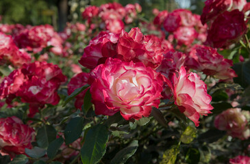 Beautiful roses spring blooming in the park. Closeup view of Rosa Jubile du prince de Monaco, flowers of fuchsia and white petals blossom in the garden.