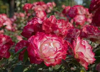 Beautiful roses spring blooming in the park. Closeup view of Rosa Jubile du prince de Monaco,...