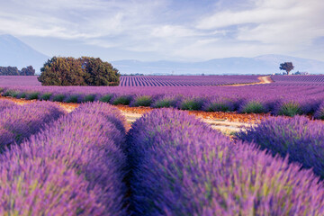 Naklejka na ściany i meble Provence, Valensole Plateau. Lavender fields in full bloom and landscape.