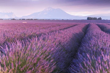 Fototapeten Provence, Hochebene von Valensole. Lavendelfelder in voller Blüte und Landschaft. © ronnybas