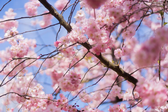 branch of japanese pink cherry blossom in spring