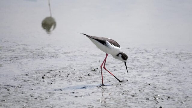 Knights Italy bird catching fish, Modena, Italy. Slow Motion