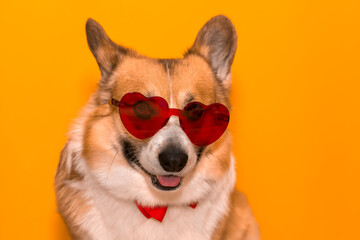 portrait of a funny corgi dog puppy with big ears on a yellow isolated background wearing glasses with red hearts