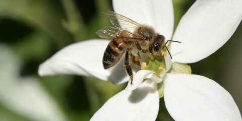 abeille du jardin 5