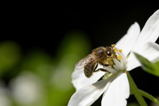 abeille du jardin 6