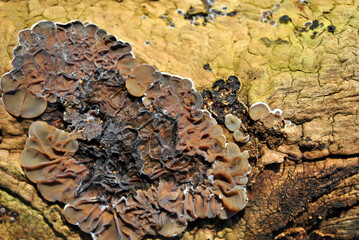 Conks curvy fungi (infected by fungal plant pathogen) on old tree trunk, natural organic background top view - obrazy, fototapety, plakaty