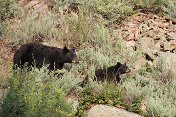 momma black bear and her curious cub