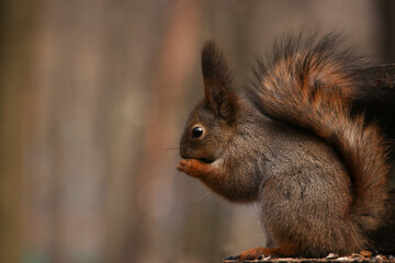 Naklejka na ściany i meble Squirrel in natural habitat sits eating a nut