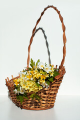 Fototapeta na wymiar spring flowers in a basket