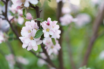 Obraz na płótnie Canvas Apple tree white flowers and leaves on spring time