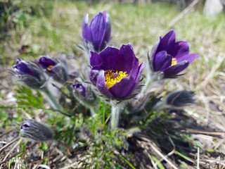 spring awakening flower meadow Prasquier