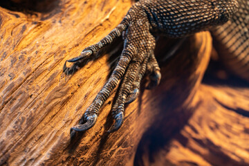 Close-up reptile paw, lizard limb with claws on a wooden background, monitor lizard or gecko paw...