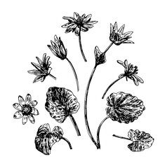 Vector illustrations of Ficaria verna drawn with a black line on a white background.