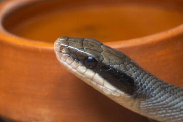 Close-up snake head on the background of a clay pot in the wild