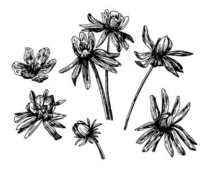 Vector illustrations of Eranthis drawn with a black line on a white background.