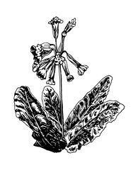 Vector illustrations of Primula drawn with a black line on a white background.