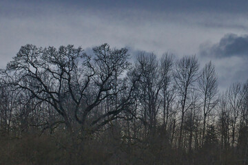Fototapeta na wymiar tall trees against cloudy sky with no leaves
