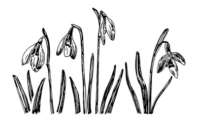 Vector illustrations of Galanthus drawn with a black line on a white background.