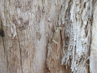 light texture of dry wood with cracks and notches