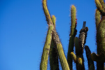 Cactuses in the Chilean Andes Mountains