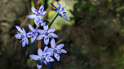 Scilla bifolia or Alpine squill or two-leaf squill bright blue bell. Close-up scilla bifolia blooming.Joyful mood when spring flowers wakes up. Flower landscape for nature wallpaper. Selective focus