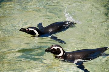 Penguins swimming in a pond. 