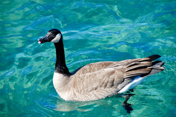Canadian goose on the lake in Lake Tahoe, California. 