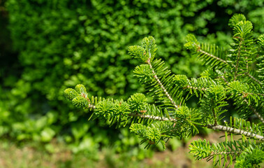 Korean fir Abies koreana close-up of bright young green needles on the branch on blurred green background in spring garden. Selective focus. Nature concept for design with place for your text