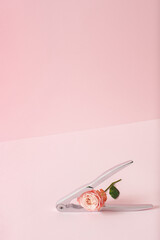 Creative layout with pink beautiful rose flower and nutcracker over pink background.